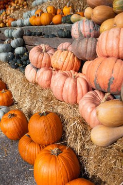 Her Şeklin ve Boyutun Kabakları Bir Saman Yatağında