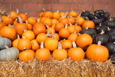 İdeal Cadılar Bayramı Balkabakları: Taze, canlı ve oymaya hazır