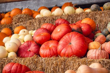 Parlak Turuncu Külkedisi Balkabakları Pepitas ve Klasik Çeşitlerle Eşleştirildi
