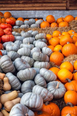 Mavi Prens ve Klasik Turuncu Balkabağı Külkedisi ve Dickinson Çeşitleri