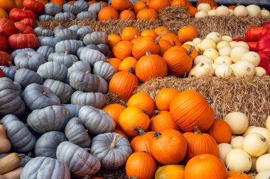 Balkabağı Mavisi Prens, Pepitas ve Klasik Balkabağı Hasadı