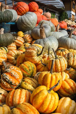 Autumn Pumpkins Sweet Dumpling, Jarrahdale, and Ambercup Squash clipart