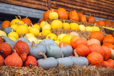 Mavi Prens, Kırmızı Kuri, Hokkaido ve samandaki güneş kabağı çeşitleri..