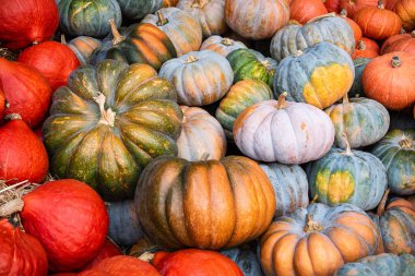 Musquee de Provence, Red Kuri ve Hokkaido balkabaklarından oluşan bir grup.