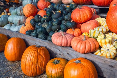 Çeşitli şekil ve renkleri gösteren bol miktarda balkabağı koleksiyonu.