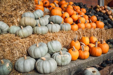 Kabak Gösterimi: Jarrahdale, Orange Smoothie ve Tetsukabuto Çeşitleri