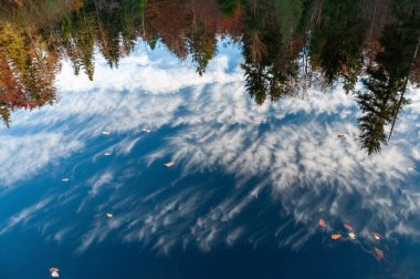 Orman gölünün yüzeyinde kabarık bulutları olan açık mavi bir gökyüzünün yansıması. Parlak sonbahar yaprakları ve yüzen yapraklar barışçıl atmosfere eklenir.. 