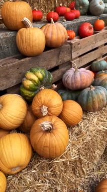 Farklı renkte balkabakları ve saman üzerinde şekiller. Farmers Market 'te sonbahar hasat sahnesi. Zengin çeşitlilik sonbahar hasat sezonunu yansıtıyor, Cadılar Bayramı ya da mevsimlik dekorasyonlar için mükemmel. Şenlikli düşme içeriği arayanlar için ideal.