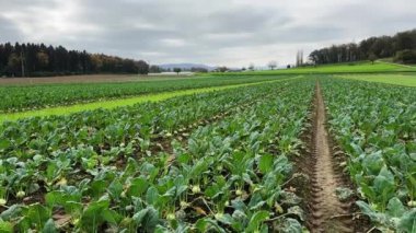Düzgün dikilmiş sıralı Kohlrabi tarlası. Sahne, bulutlu gökyüzünün altında büyüyen yemyeşil sebzeleri yakalıyor ve sürdürülebilir tarım uygulamalarını vurguluyor..