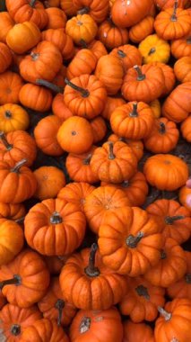 Fall Market 'ten Mini Balkabağı Toplar. Sahne sakin ve sonbahar havasında, canlı balkabakları sergileniyor. Marketteki mini turuncu balkabaklarının üzerine yavaş çekim kamerası tepsisi. Ekrandan bir el seçer.