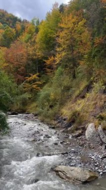 Dağ Akıntısı Sonbahar Yaprakları Arasında Akıyor. Hızlı hareket eden bir dağ deresi, parlak sonbahar renklerini gösteren ağaçlar tarafından çerçevelenmiş kayalık kıyılardan akar. Sahnenin doğal güzelliği sonbaharın dinamik enerjisini yakalar.. 