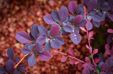 Berberis thunbergii 'Atropurpurea' nın parlak pembe ve mor yapraklarının yakın çekim görüntüsü, yaygın olarak Japon böğürtlenleri olarak bilinir. Bu süs çalı, çarpıcı yeşilliği ve canlı rengi için yaygın olarak manzara tasarımında kullanılır.