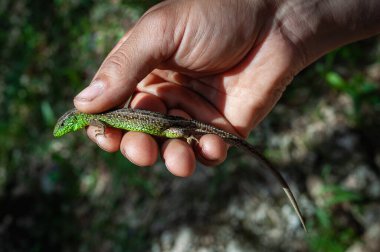 Yeşil bir kum kertenkelesini (Lacerta agilis) dikkatlice tutan bir adamın elinin detaylı bir yakın çekimi. Kertenkele canlı pulları ve dokulu deri keskin detaylarla görülebilir, bu sürüngen türünün güzelliğini gözler önüne seriyor.. 