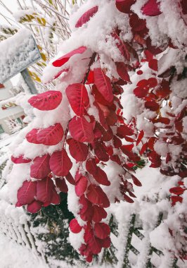 Cotinus Coggygria Smokebush 'un canlı kırmızı yaprakları taze, erken kar tabakasının altında güzel bir kontrastı. Sonbahar ve kışın sakin bir karışımı Hassas dallarda yakalanmış.