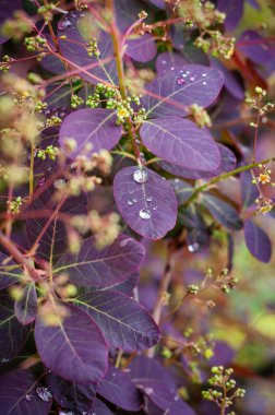 Berberis thunbergii Atropurpurea 'nın canlı mor ve pembe yaprakları bu yakından bakınca çarpıcı bir görüntü oluşturuyor. Bu dekoratif çalı zengin renkleri ve benzersiz manzarasıyla ünlüdür.