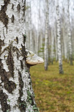 Gövdesinde geniş bir parantez mantarı büyüyen bir huş ağacının yakın çekimi. Yumuşak odaklı sakin bir huş ağacı ormanıyla çevrili. Orman biyolojik çeşitliliğini vurgulayan barışçıl bir doğa sahnesi.