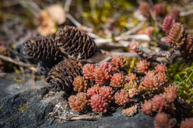 Koyu kırmızı ve yeşil yaprakları olan dayanıklı sulu bir bitki kayalık bir alp yamacında gelişir..