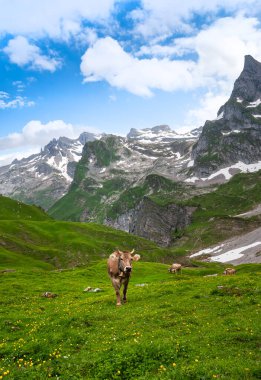 Tek bir inek canlı yeşil bir çayırda yürüyor. Arka planda başka inekler ve parlak mavi gökyüzünün altındaki görkemli karlı dağlar var..
