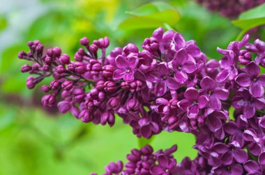Sersemletici bir mor leylak çiçeği kümesi yemyeşil bir bahçede güzel bir şekilde çiçek açıyor. Narin yaprakları ve zengin renkleri onları ilkbaharın ve yenilenmenin sembolü yapıyor..