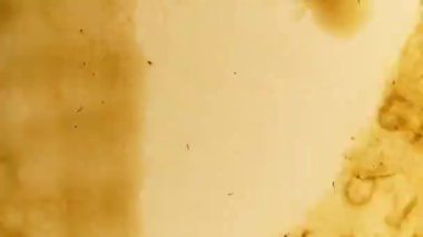 Sinekler, gazete kırıntıları. Soyut döngüsel animasyon. 35mm film 