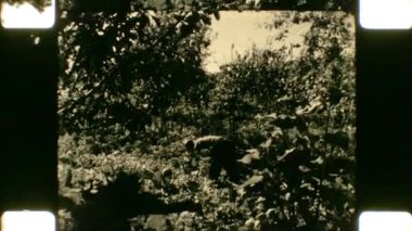 16mm film. SSCB, Belarus, Krichev, 1970 'ler. Günlük aile hayatının sahneleri. Elma toplama.