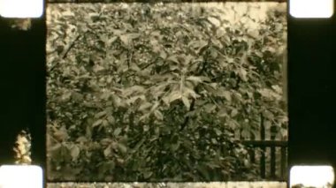 16mm film. SSCB, Belarus, Krichev, 1970 'ler. İnsanlar evlerinin yakınındaki bir bahçe arazisinde mahsul topluyor.. 