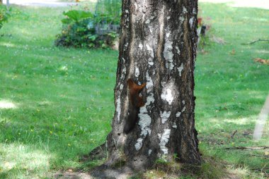 Ağaç sincabı, Finlandiya