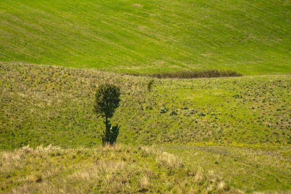 Charakterystyczna Scena Wiejska Odizolowanym Drzewem — Zdjęcie stockowe