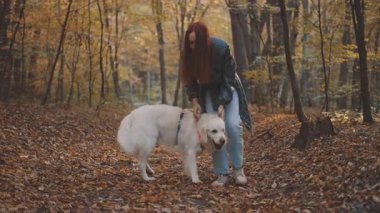 Genç neşeli kızıl saçlı kız sonbahar ormanlarında Labrador av köpeğiyle gezip oynuyor.