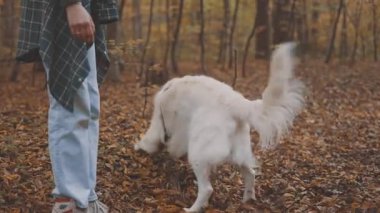 Genç neşeli kızıl saçlı kız sonbahar ormanlarında Labrador av köpeğiyle gezip oynuyor.