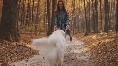 Genç neşeli kızıl saçlı kız sonbahar ormanlarında Labrador av köpeğiyle gezip oynuyor.