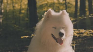 Güneşli bir ormanda, tüylü, şirin bir köpeğin portresi.