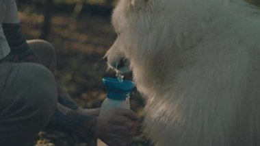 Gündoğumunda ormanda kollarında dövmeleri olan ve sevimli ve tüylü köpeğiyle oynayan bin yıllık hippi erkek.