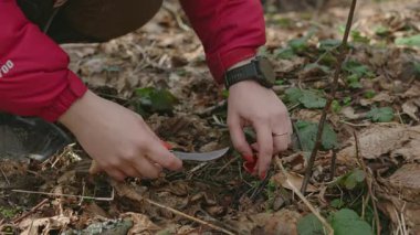 Kızıl elf fincanları seçerken yakın plan çekimler. Bahar ormanlarında yenilebilir yabani mantarlar arıyor.