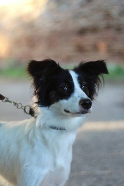 Mestizo köpeği, farklı köpek cinsleri ve diğer mestizolar arasındaki çapraz ilişkinin sonucu olarak bir köpeği belirtmek için kullanılan terimdir..