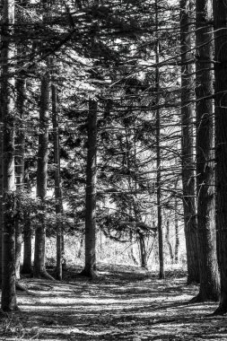 Suviana ve Brasimone gölleri bölgesel parkı, 1995 yılında Toskana sınırındaki Bolognese Apennines, Emilia-Romagna 'da kurulmuş bir doğal alandır. Bölge iki büyük yapay havzanın etrafında bulunuyor.