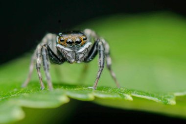 Koyu arkaplanda yeşil gözlü örümcek