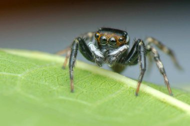 Yaprağın üzerindeki örümcek