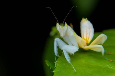 Yaprağın üzerindeki örümceğe yaklaş