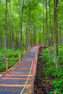 Ormanda ahşap köprü