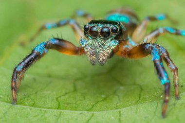 Örümcek doğada makro fotoğraf