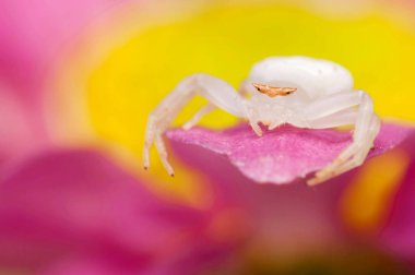 Beyaz çiçekli örümcek.