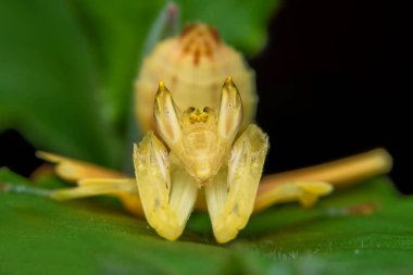 Bahçedeki sarı kurbağa