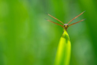 Yeşil yaprak arka planında yusufçuk sineğini kapat.