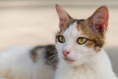 Sevimli beyaz kedi yakın çekim.