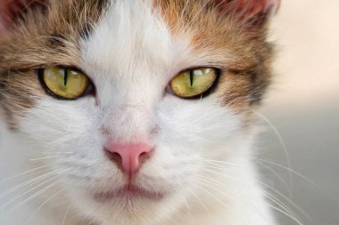 Yakından bakınca sevimli kırmızı bir kedi görünüyor.