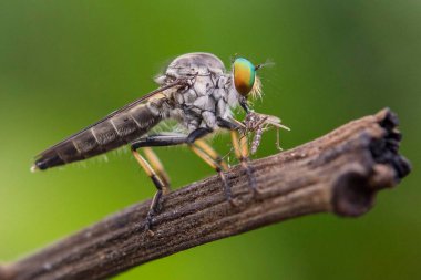 Bir bitkinin üzerindeki sineğin yakın plan çekimi.