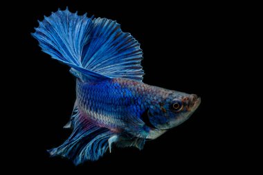 Siyah arka planda mavi balık