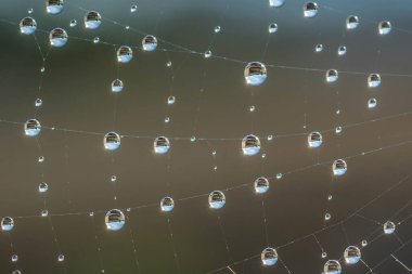 Doğadaki örümcek ağına su damlaları