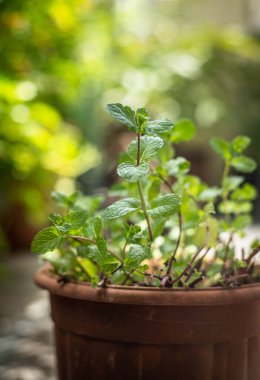 Eski ahşap masanın arka planında taze yeşil fesleğen. seçici odak.